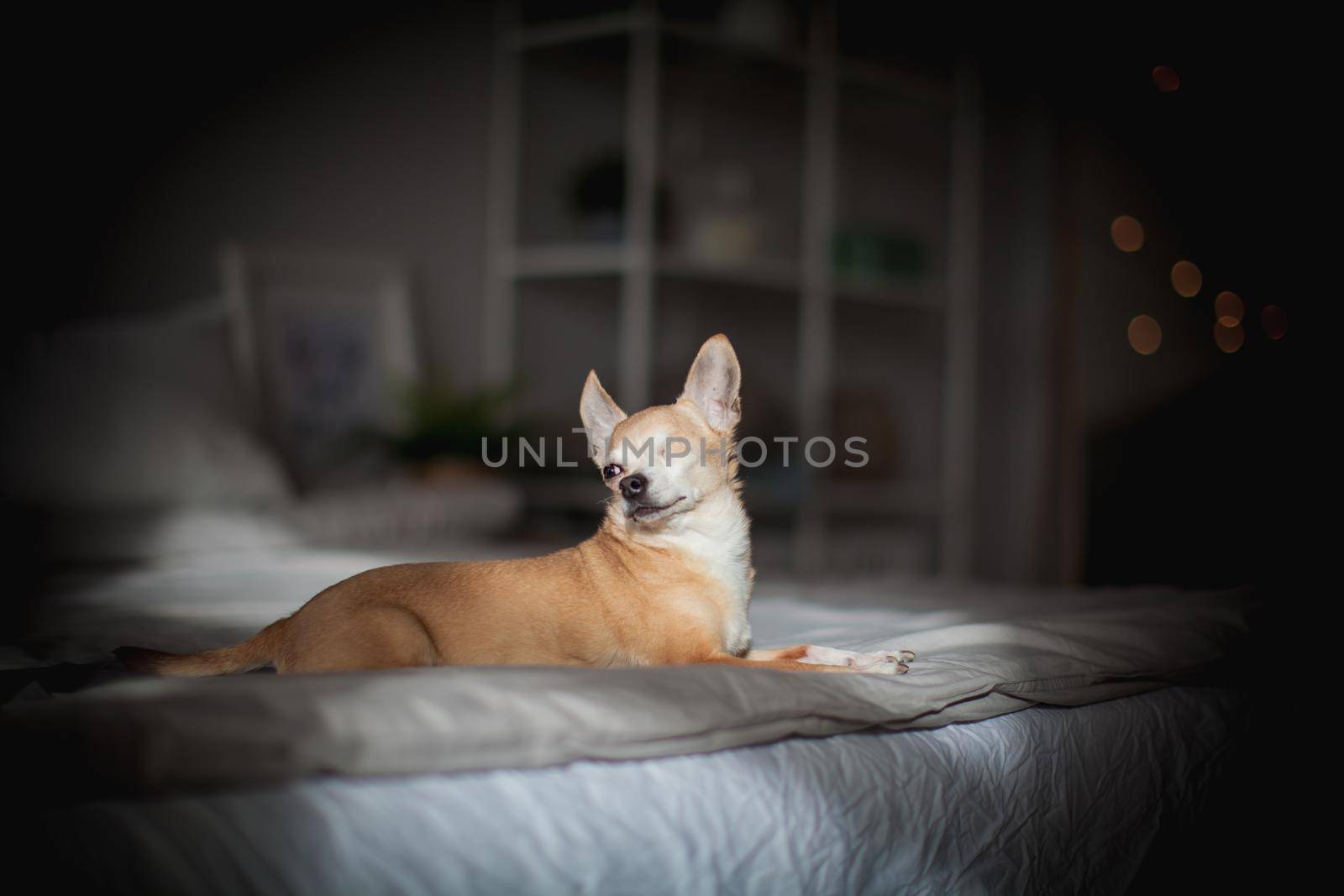 Eyeless Chihuahua dog, 12 years old on a bed by RosaJay