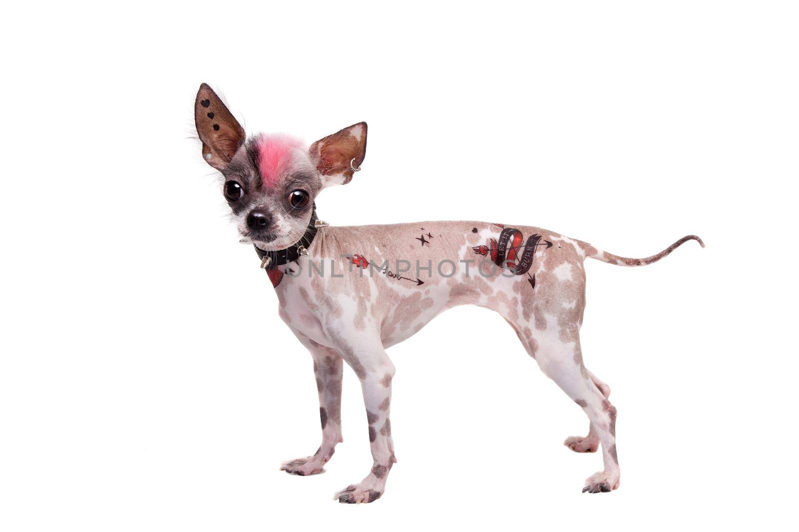 Punk style peruvian hairless and chihuahua mix dog with tattoo and piercing isolated on white