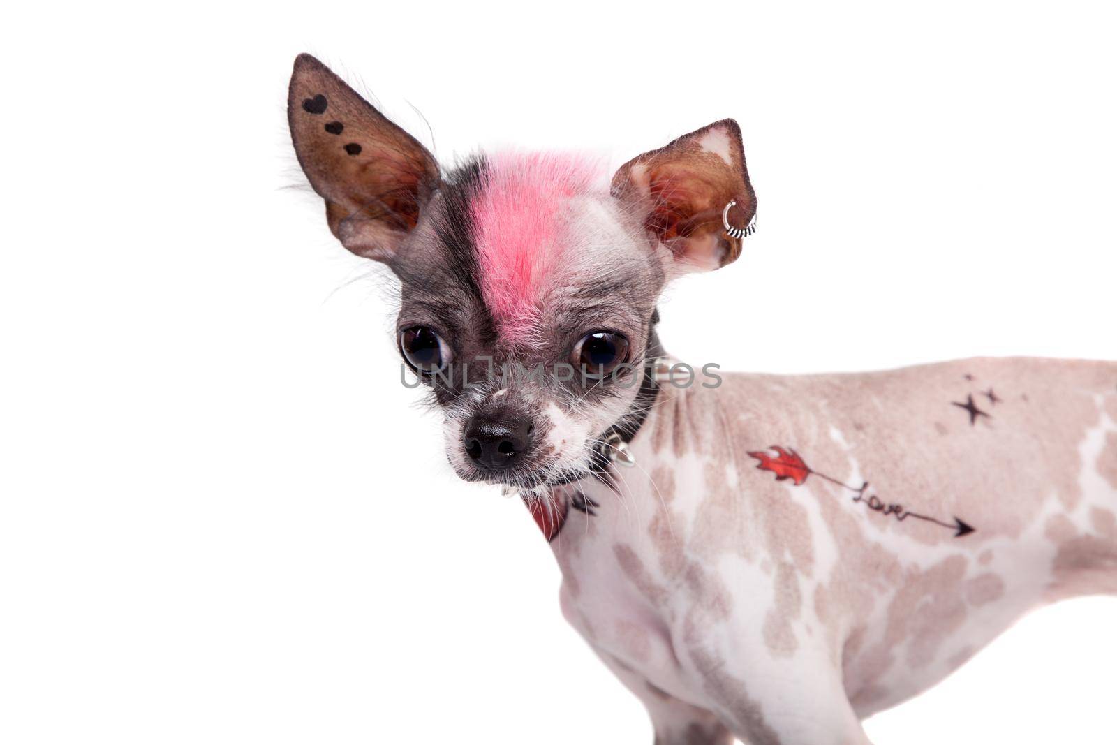 Punk style peruvian hairless and chihuahua mix dog with tattoo and piercing on white by RosaJay