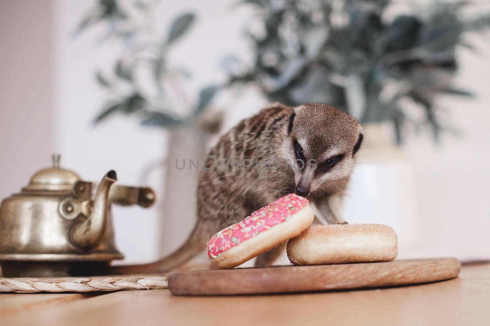 The meerkat or suricate, Suricata suricatta, eating sweets and donuts