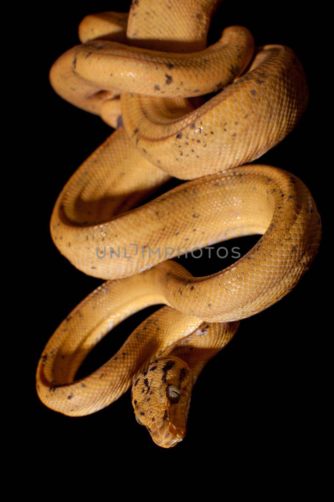 Red Amazon tree boa, corallus hortulanus, isolated on black background