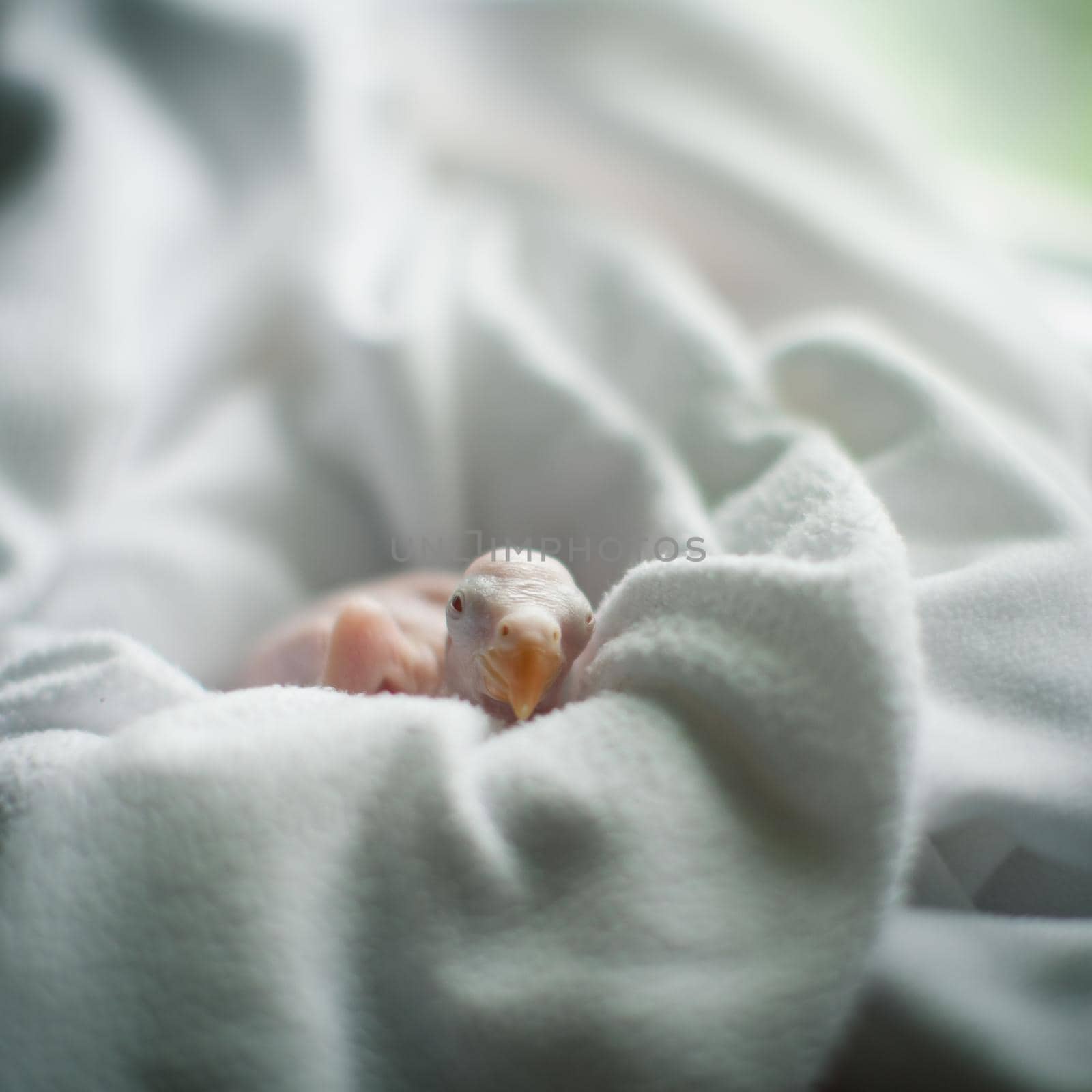 The rose-ringed or ring-necked parakeet, Psittacula krameri, newborn chick