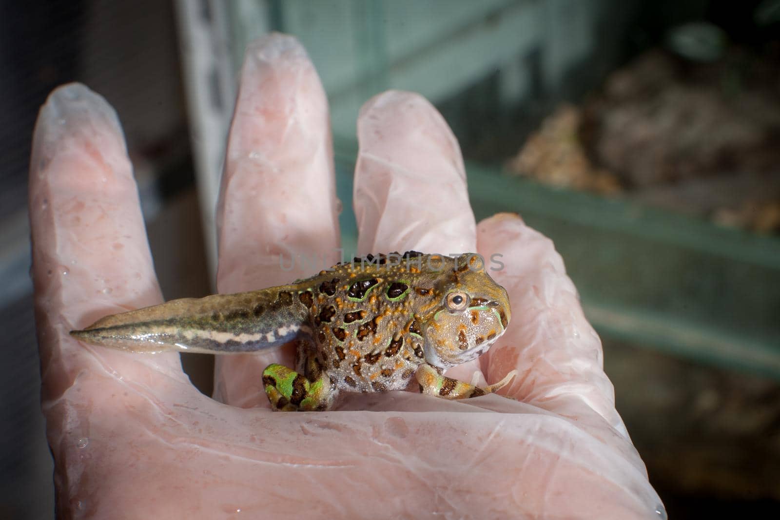 The Brazilian horned froglet, Ceratophrys aurita, on hand