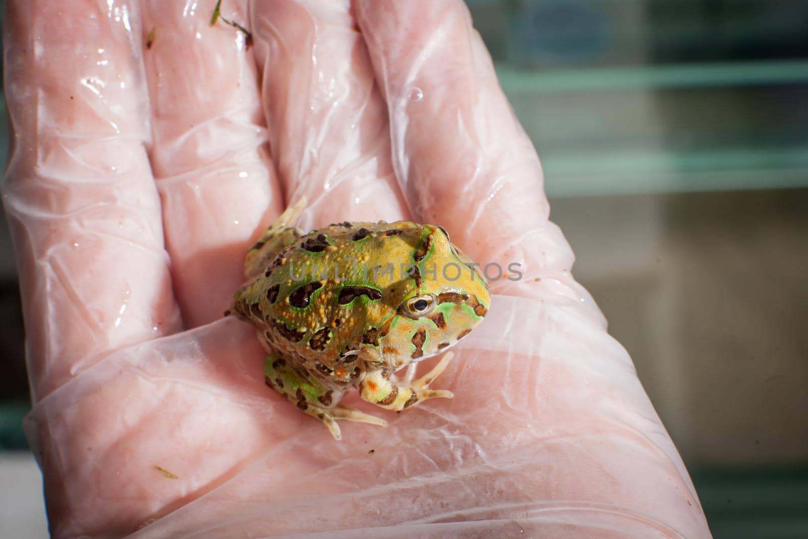 The Brazilian horned froglet, Ceratophrys aurita, on hand