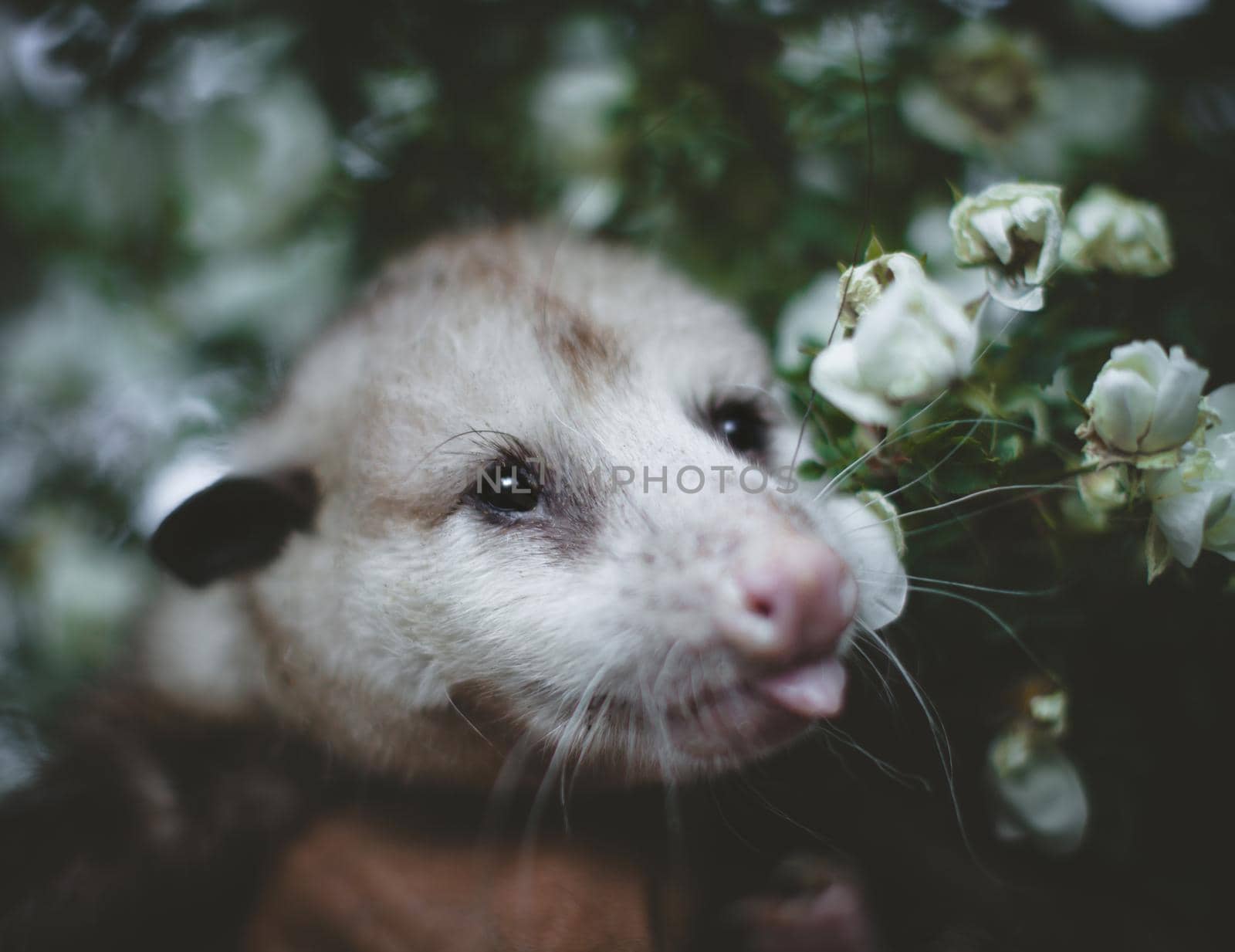 The Virginia opossum with beautifull white roses by RosaJay