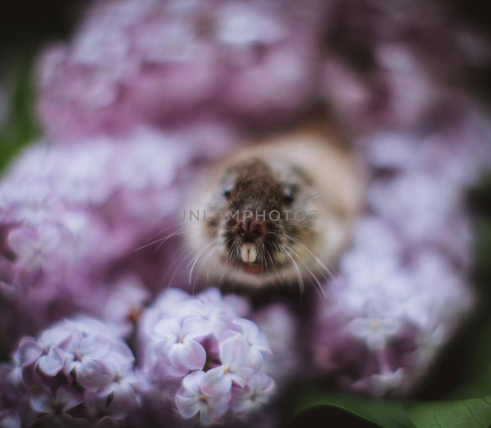 The Zaisan mole vole, Ellobius tancrei, on white by RosaJay