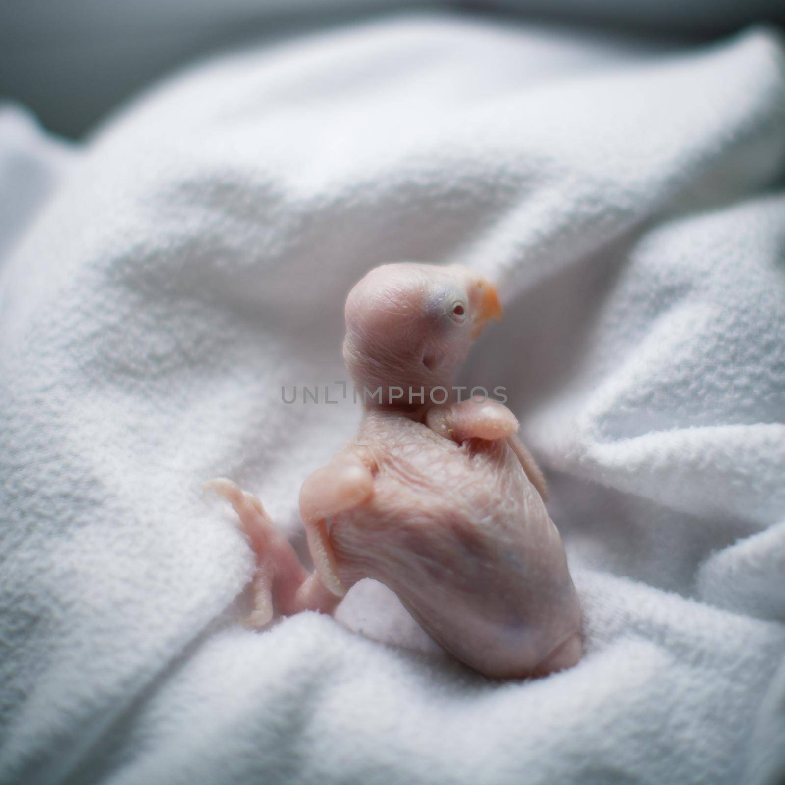 The rose-ringed or ring-necked parakeet, Psittacula krameri, newborn chick