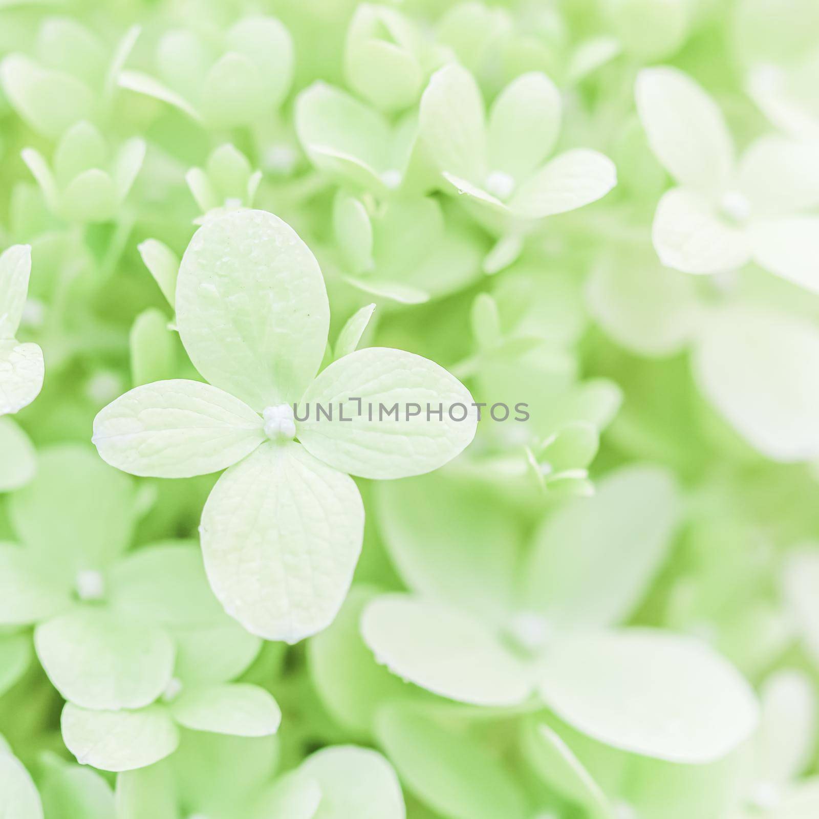 Background of soft white petals of Hydrangea Limelight or Hydrangea close-up