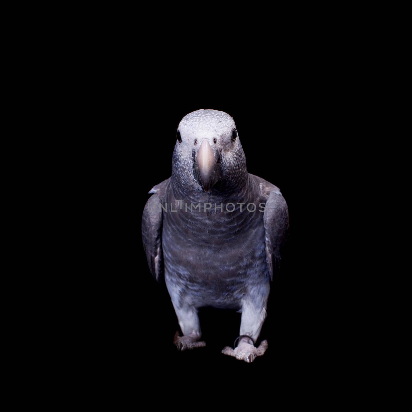 African Grey Parrot, Psittacus erithacus timneh, isolated on black background