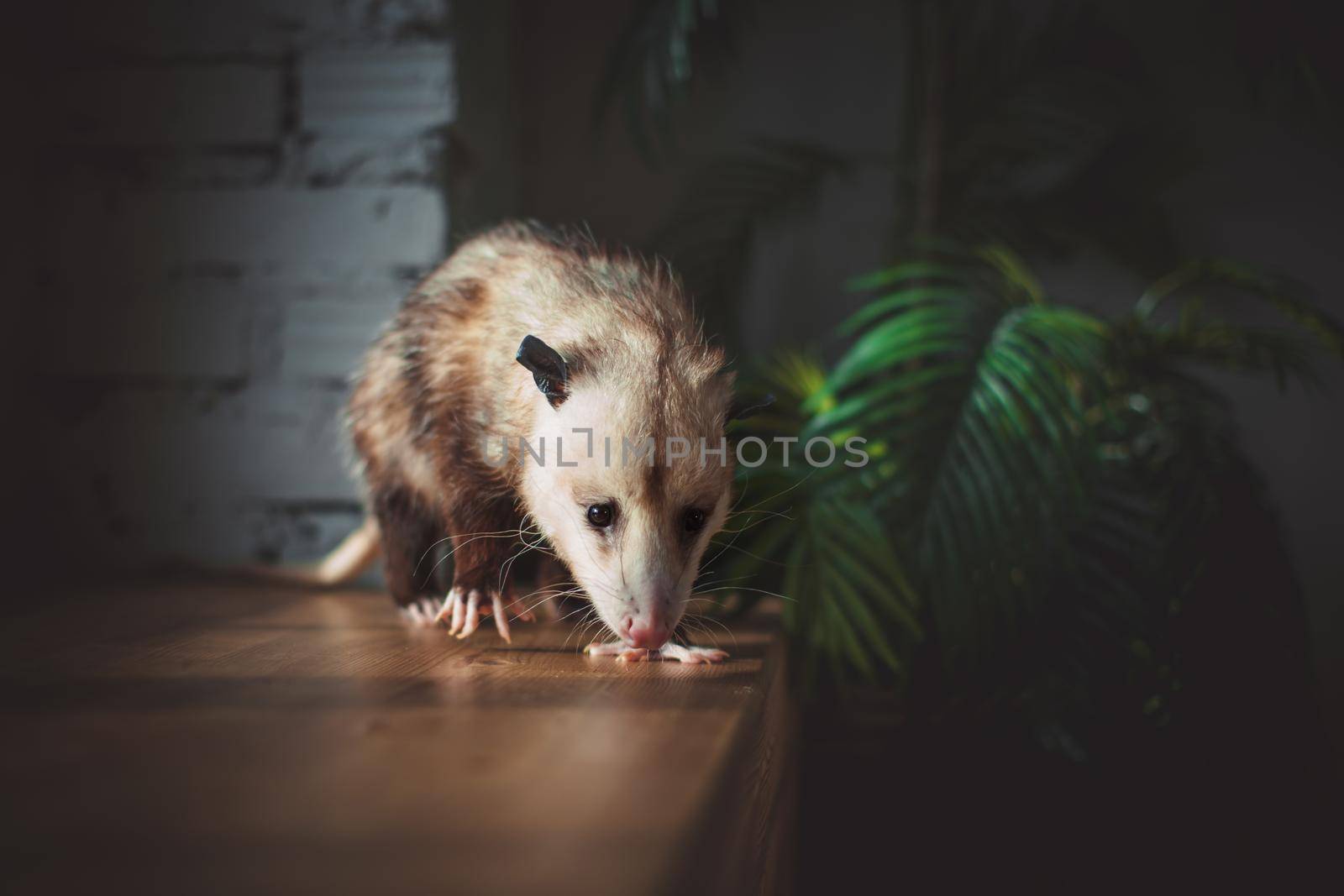 The Virginia or North American opossum, Didelphis virginiana, on window