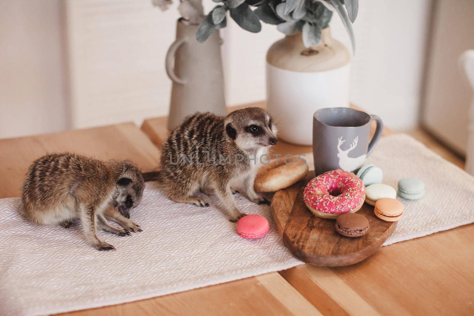The meerkats or suricates eating sweets and donuts by RosaJay