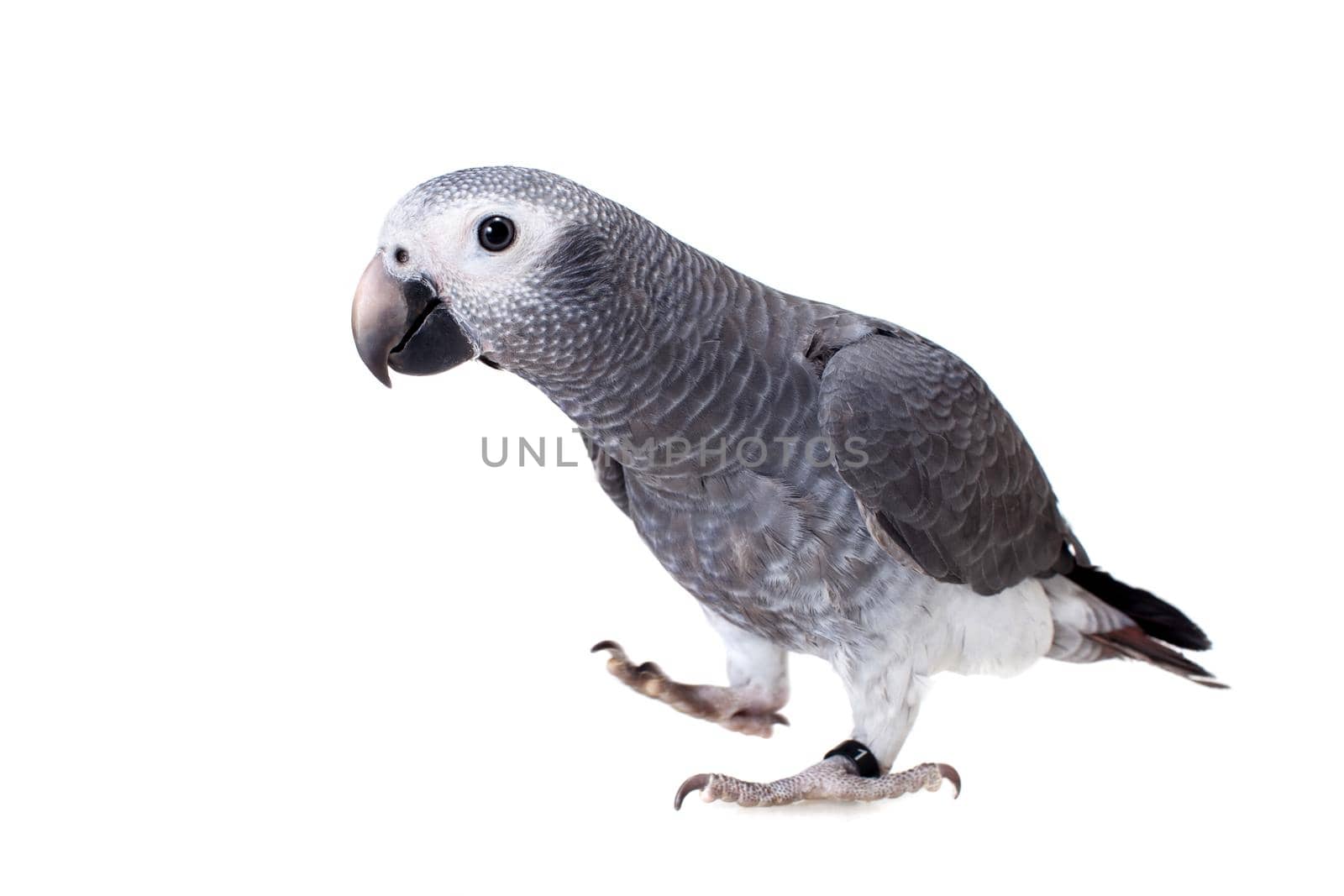 Timneh African Grey Parrot isolated on white by RosaJay