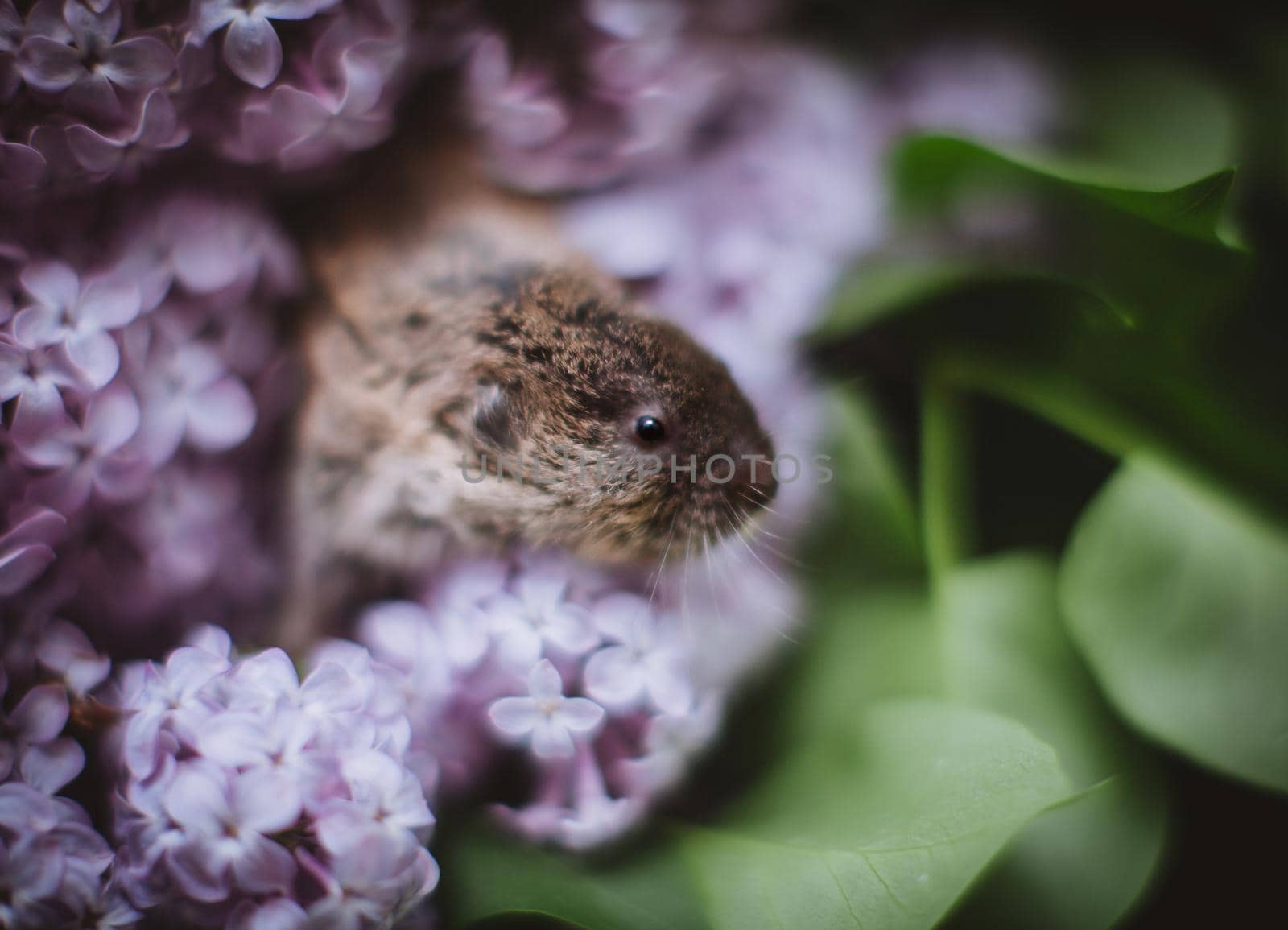 The Zaisan mole vole, Ellobius tancrei, on white by RosaJay