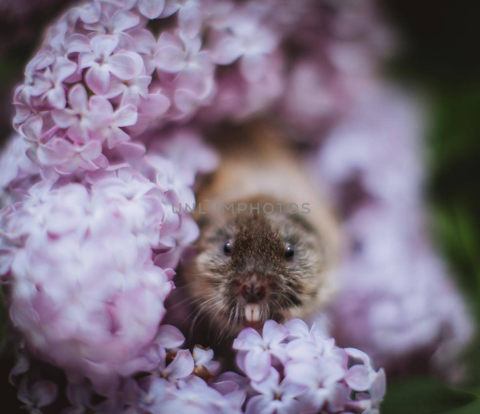 The Zaisan mole vole, Ellobius tancrei, on white by RosaJay