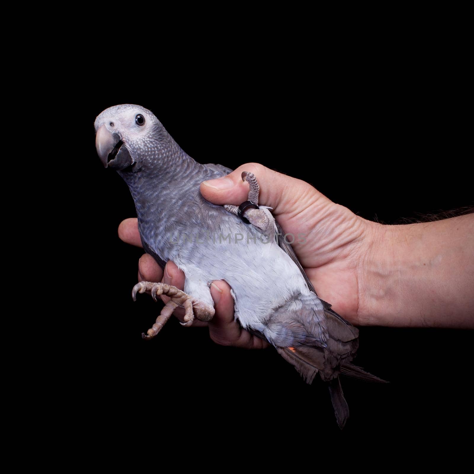 African Grey Parrot, Psittacus erithacus timneh, isolated on black background