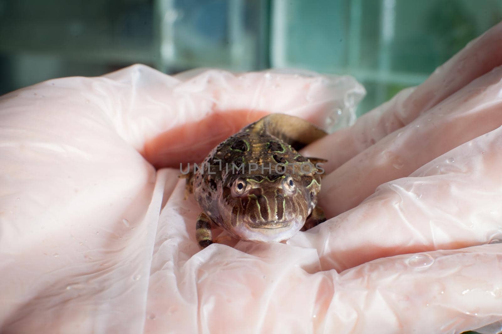 The Brazilian horned froglet, Ceratophrys aurita, on hand