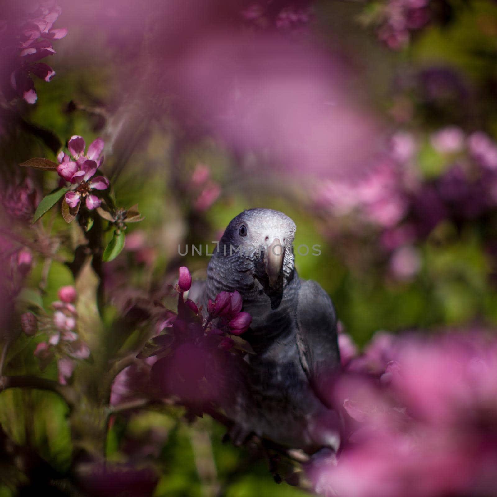 African Grey Parrot, Psittacus erithacus timneh, on the apple tree in spring garden