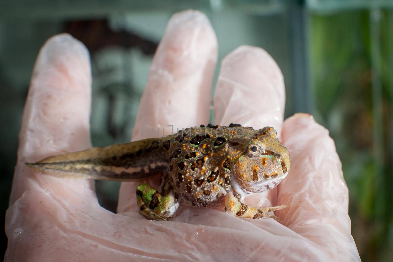 The Brazilian horned froglet, Ceratophrys aurita, on hand