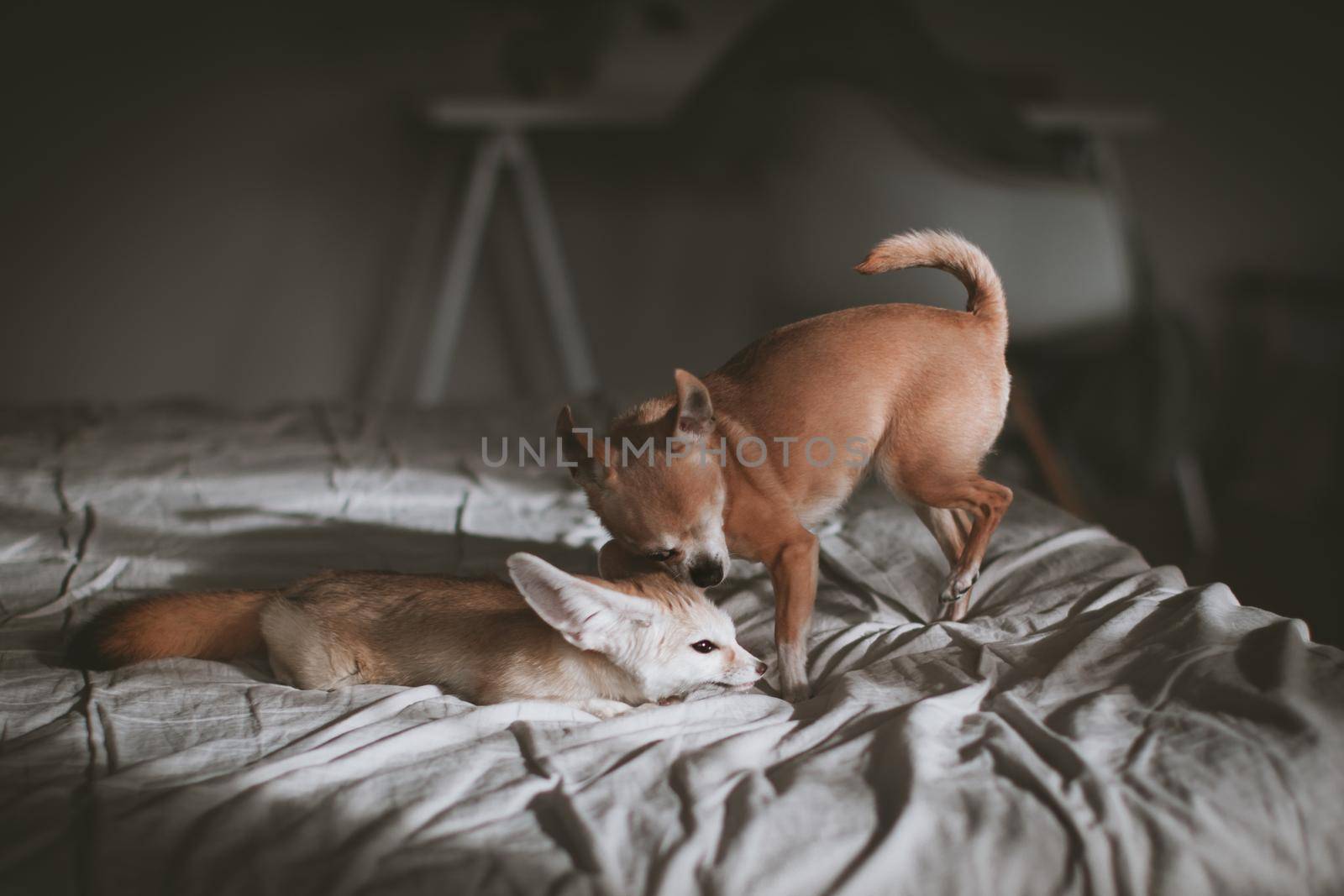 Pretty Fennec fox cub with eyeless chuhuahua dog