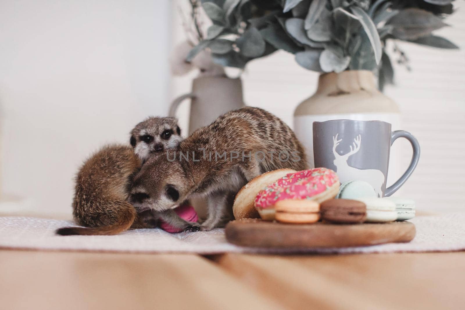 The meerkats or suricates eating sweets and donuts by RosaJay