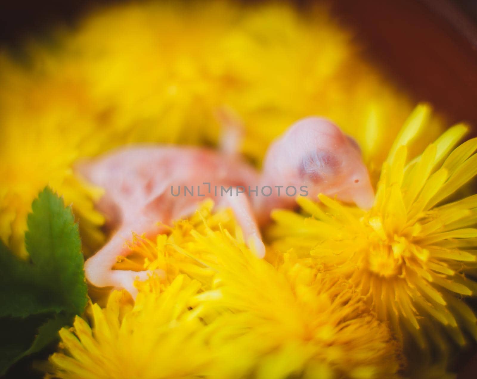 Small newborn rose-ringed or ring-necked parakeet with flowers by RosaJay