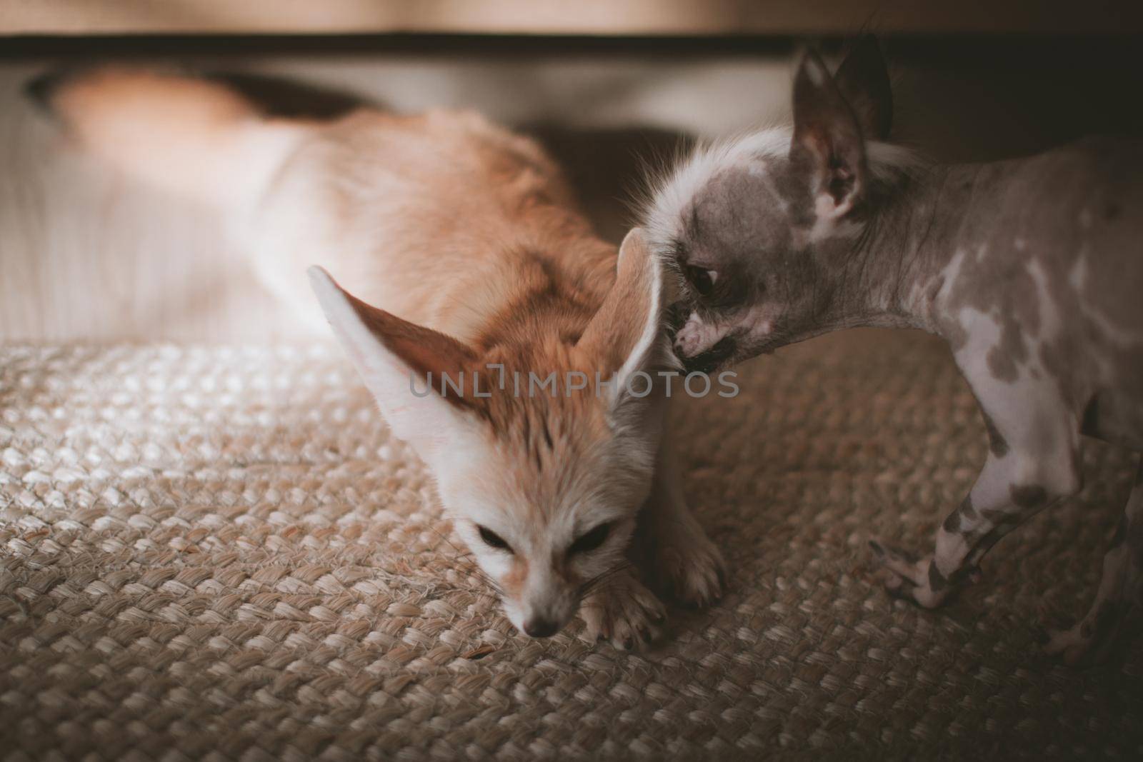 Ugly peruvian hairless and chihuahua mix dog licks a pretty fennec fox