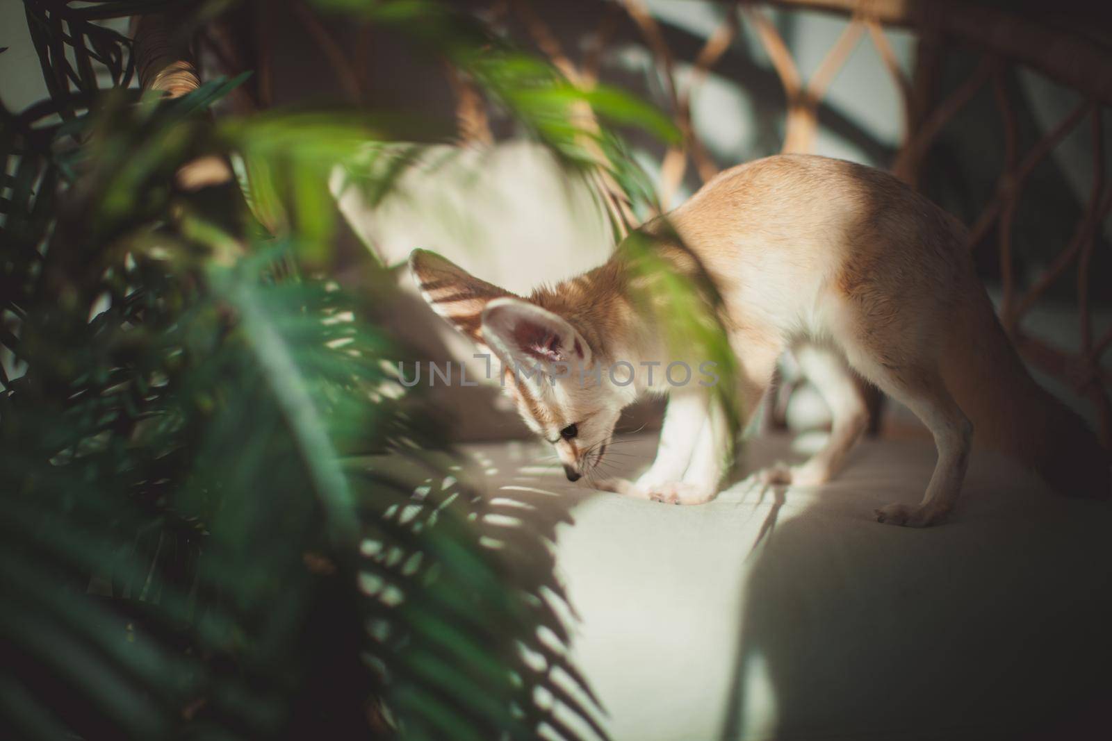 Sunny Pretty Fennec fox cub with plants on a chair