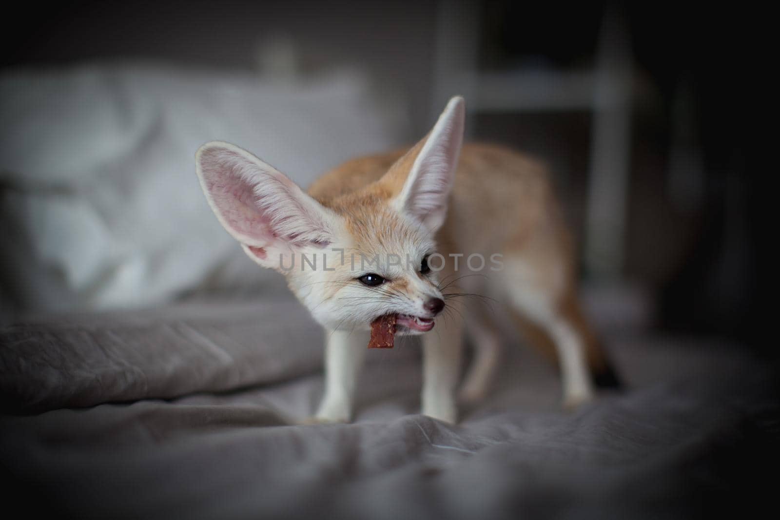 Pretty Fennec fox cub eats meat on a bed