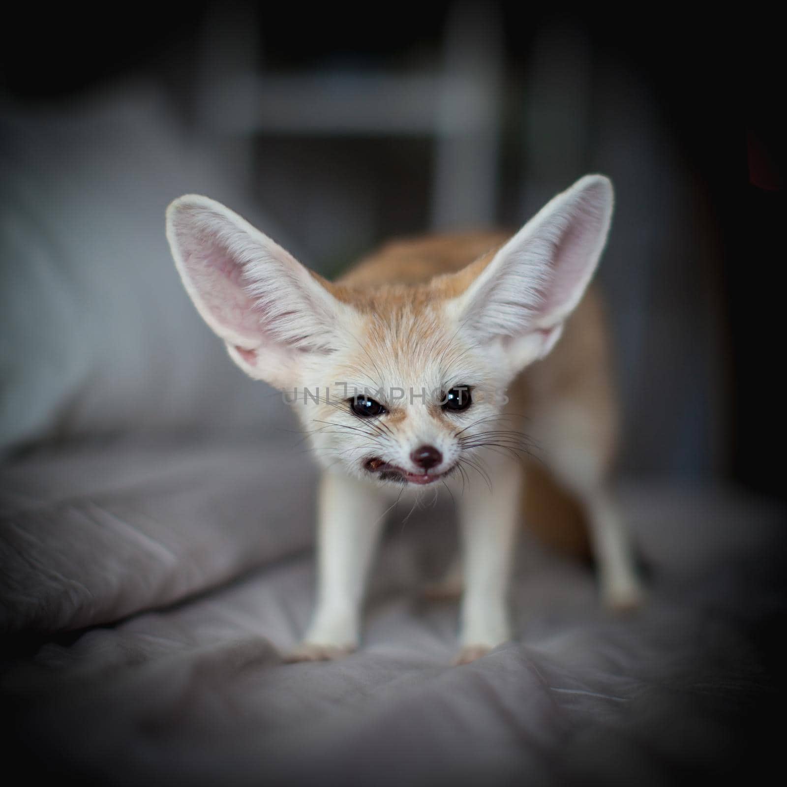 Fennec fox cub eats meat on a bed by RosaJay