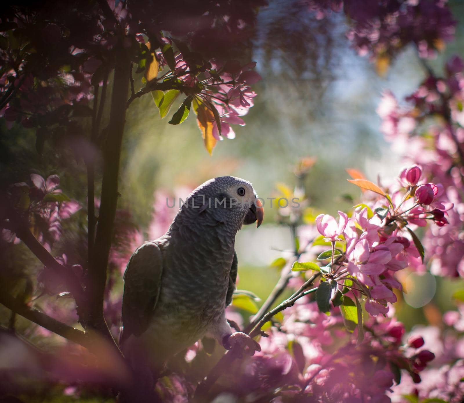 African Grey Parrot, Psittacus erithacus timneh, on the apple tree in spring garden