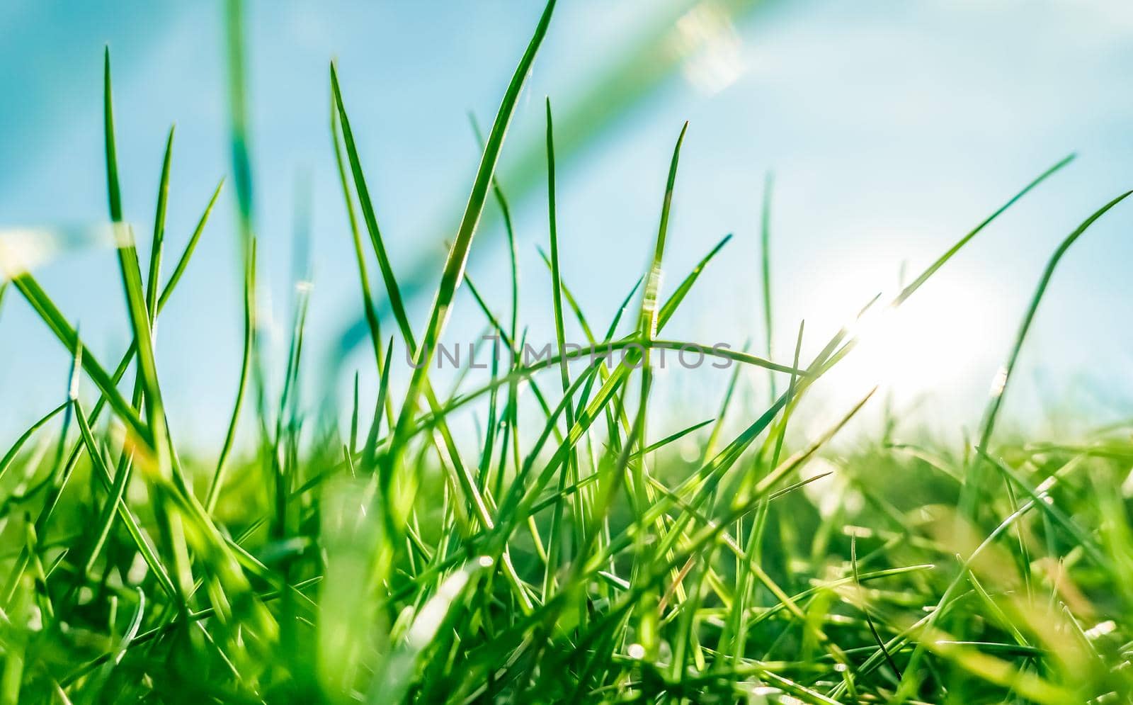 Earth landscape, growth and natural environment concept - Fresh grass and sunny blue sky on a green field at sunrise, nature of countryside