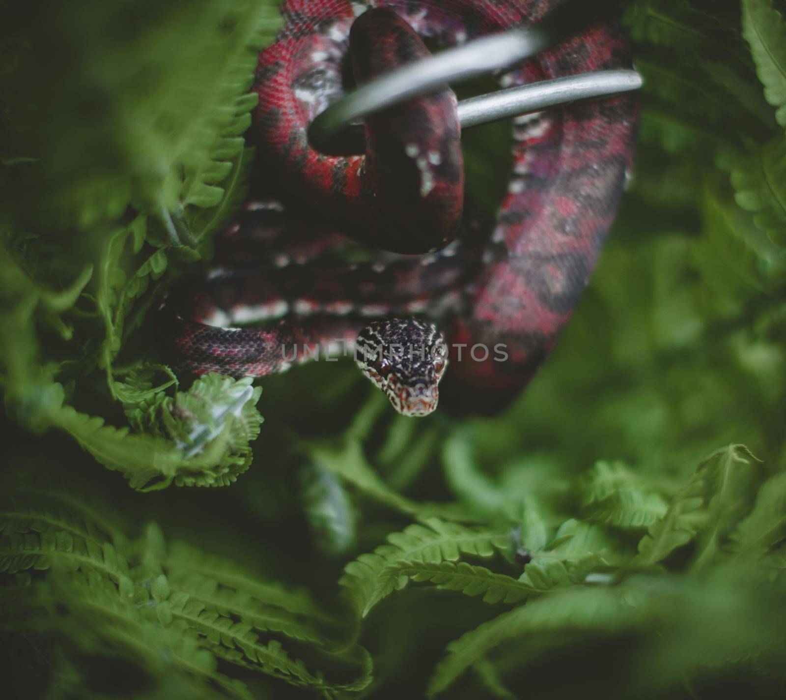 Red Amazon tree boa, corallus hortulanus, on a branch in the garden