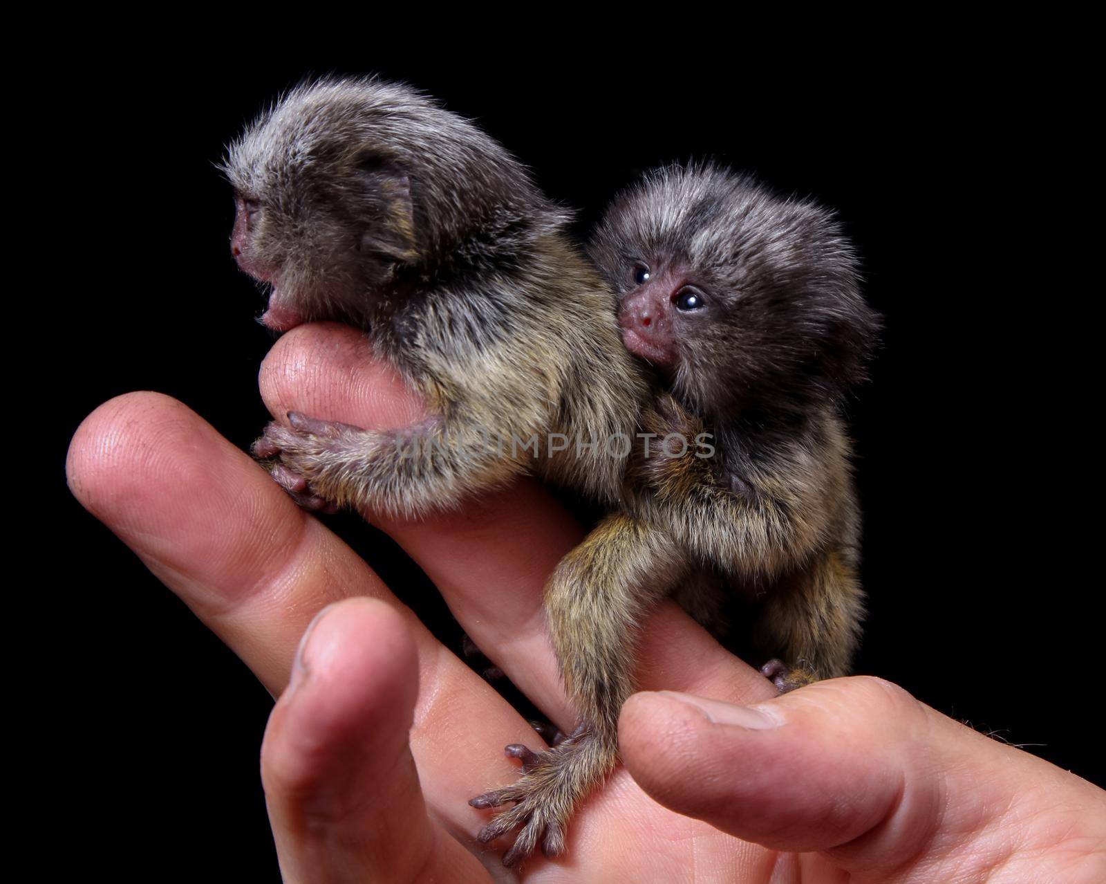 The new born common marmosets, Callithrix jacchus, 2 days old, isolated on black background
