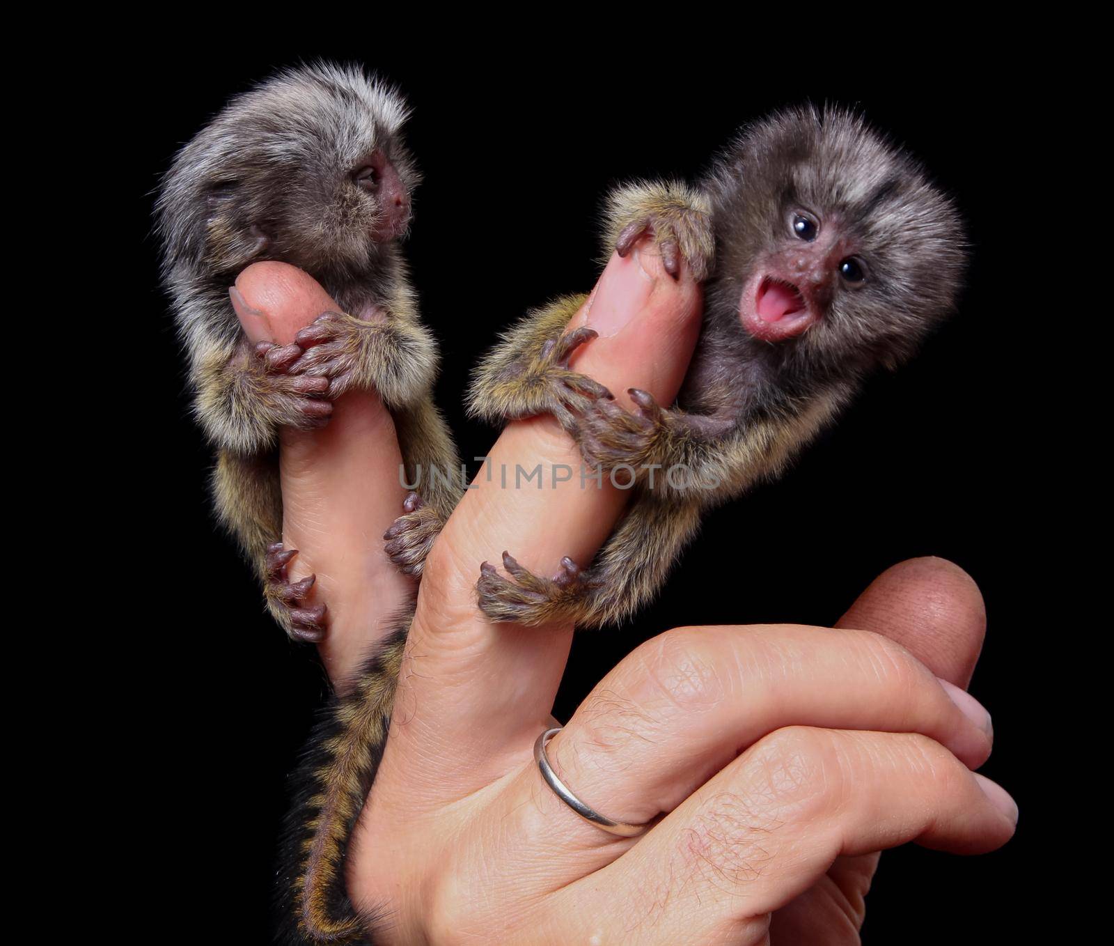 The common marmoset's babies on fingers isolated on black by RosaJay
