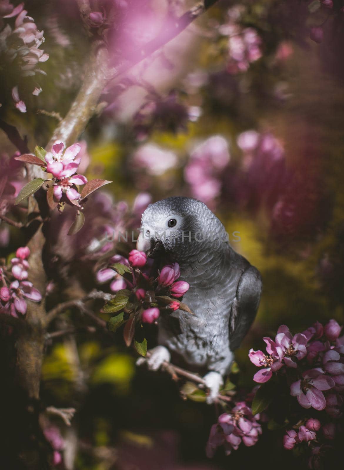 African Grey Parrot, Psittacus erithacus timneh, on the apple tree in spring garden