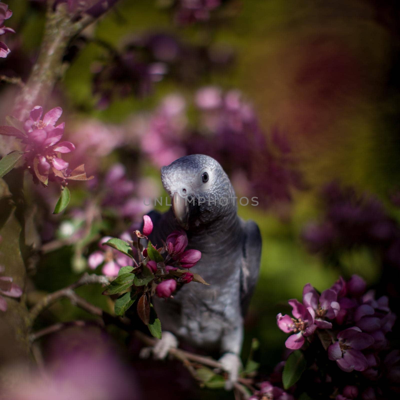 African Grey Parrot, Psittacus erithacus timneh, on the apple tree in spring garden