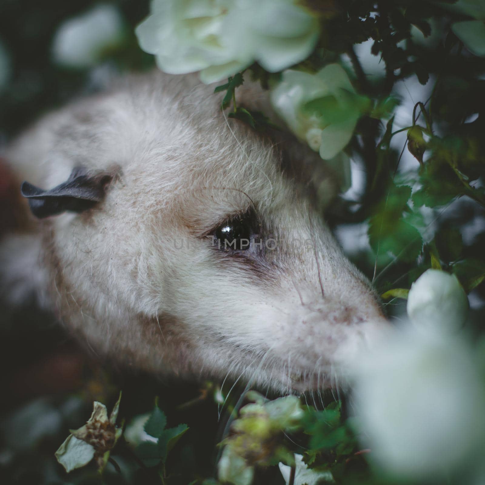 The Virginia opossum with beautifull white roses by RosaJay