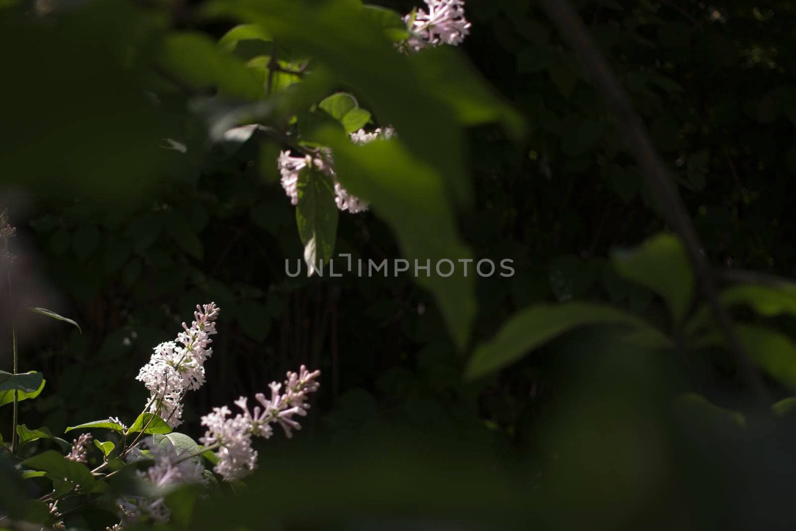 Flower background - lilac flowers in spring garden . High quality photo