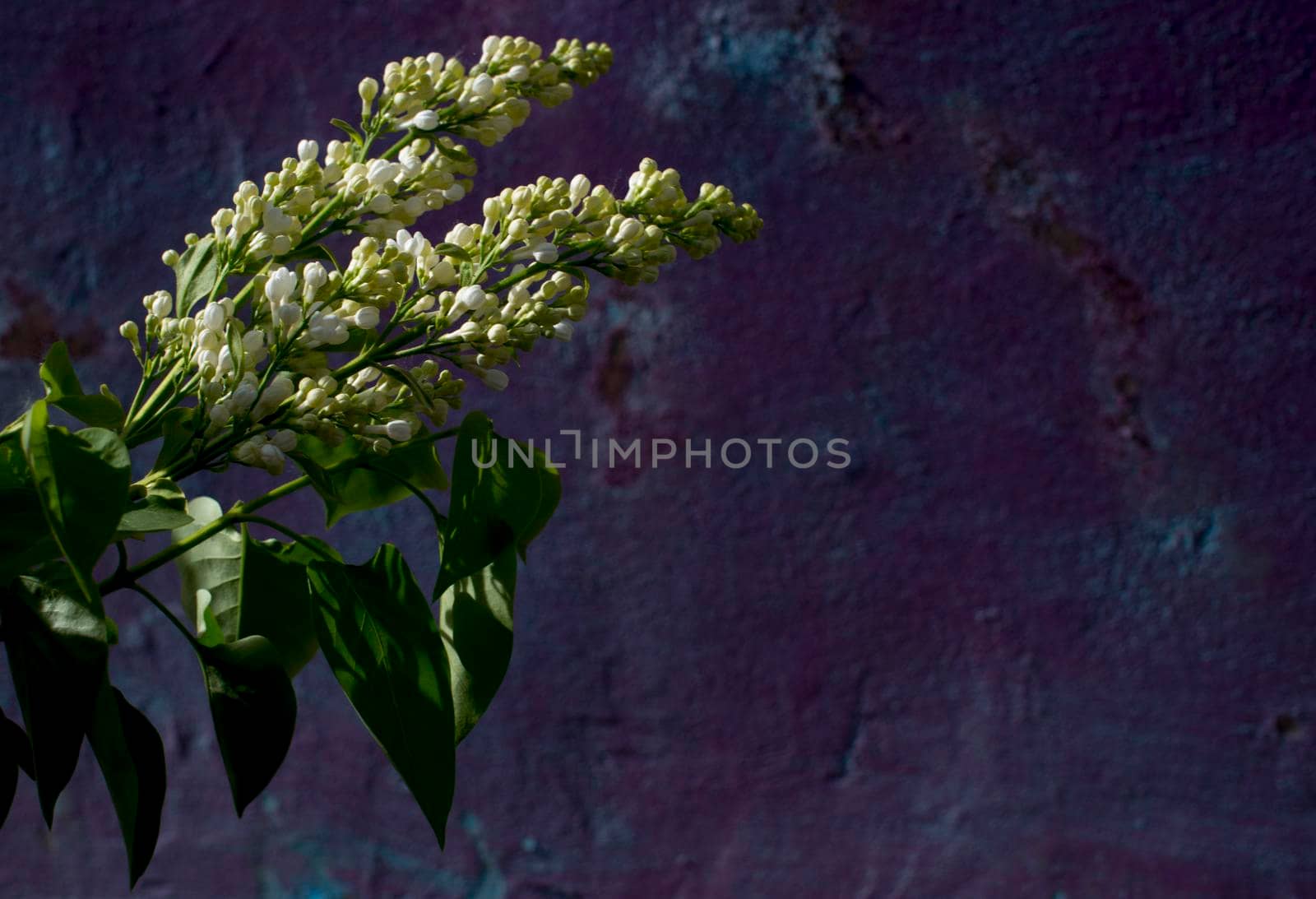 Bright blooming ilac branch on a beige and purple very peri background. close up. High quality photo