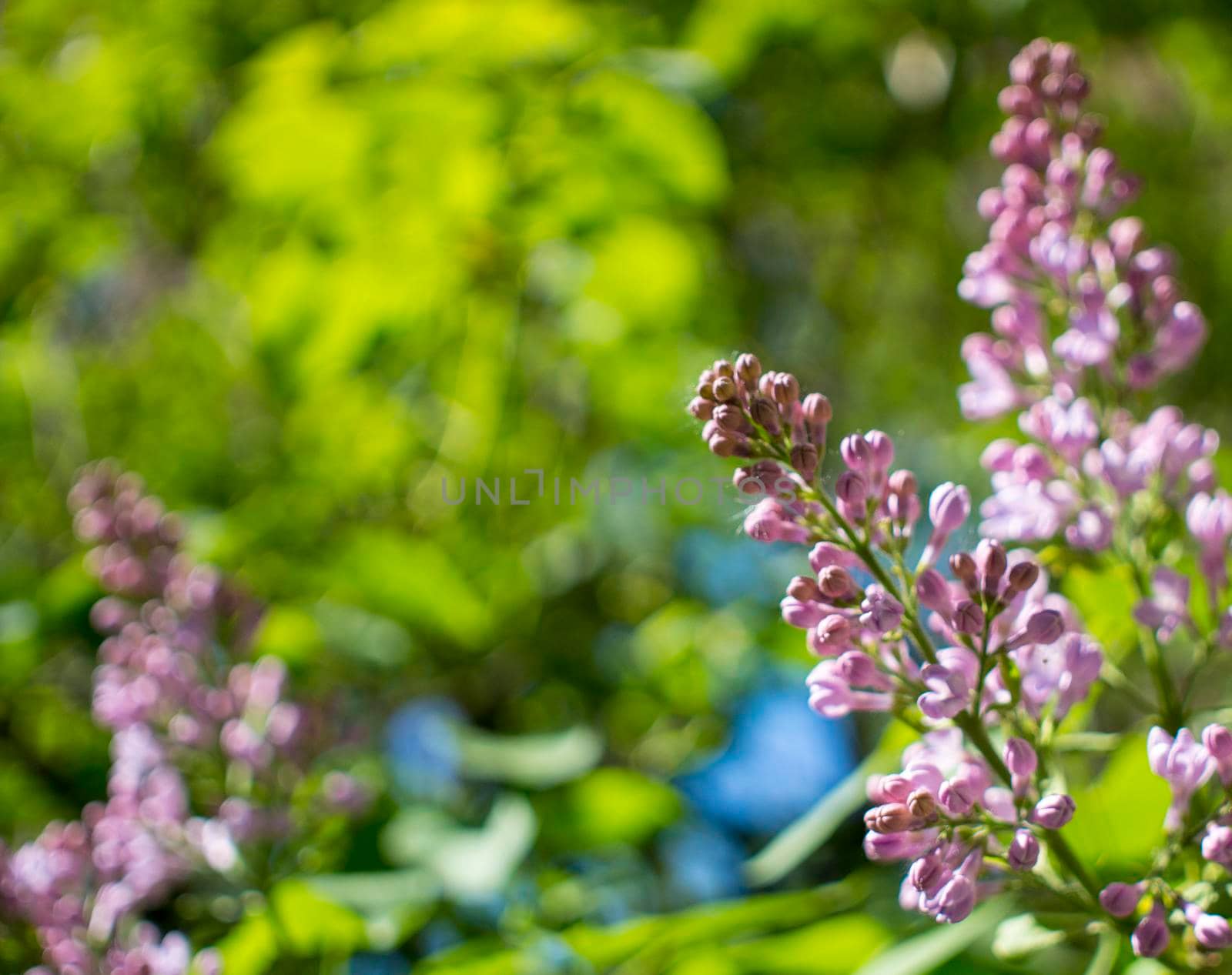 Flower background - lilac flowers in spring garden . High quality photo