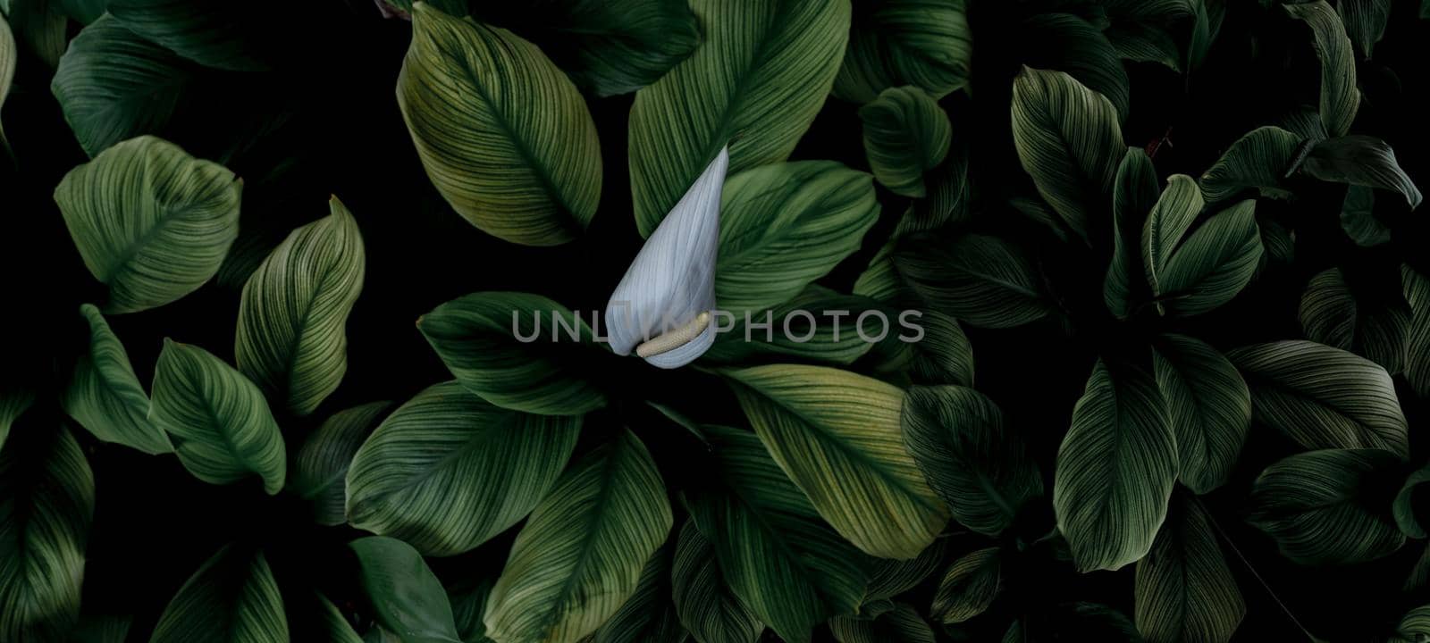 Closeup green leaves and white flower of tropical plant in garden. Dense green leaf with beautiful pattern texture background. Green leaves for spa background. Top view ornamental plant in garden.