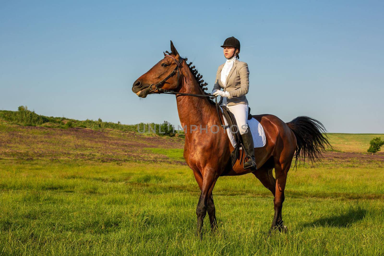 Young woman riding a horse on the green field. Horseback Riding. Competition. Hobby