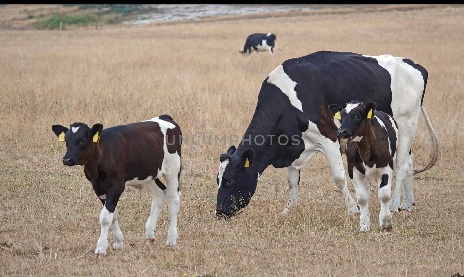 A peaceful grazing Holstein-Friesian  cow with two calves. In the background stands another cow. The grass is extreme dry. It has hardly rained in the summer.