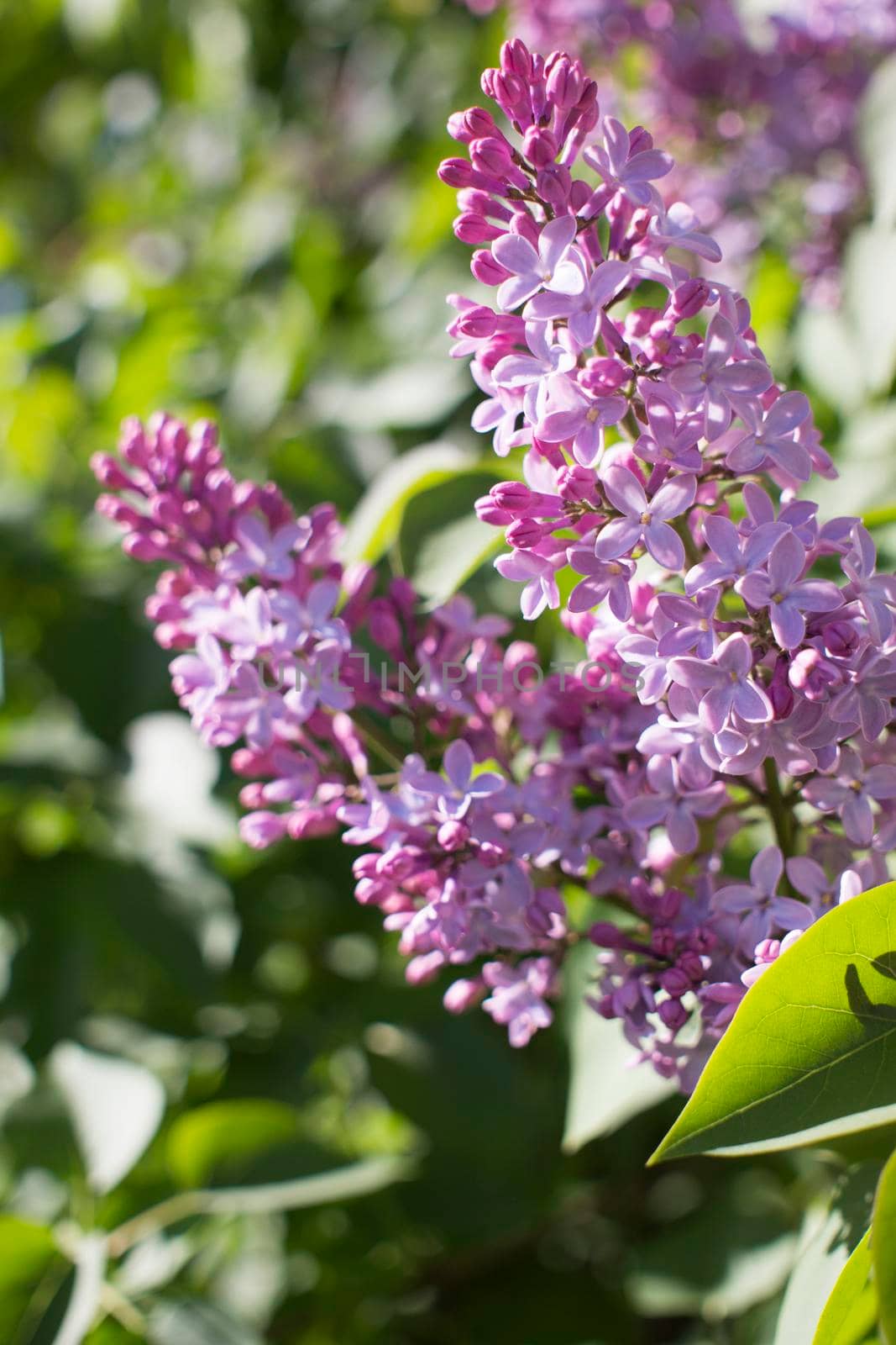 Flower background - lilac flowers in spring garden . High quality photo