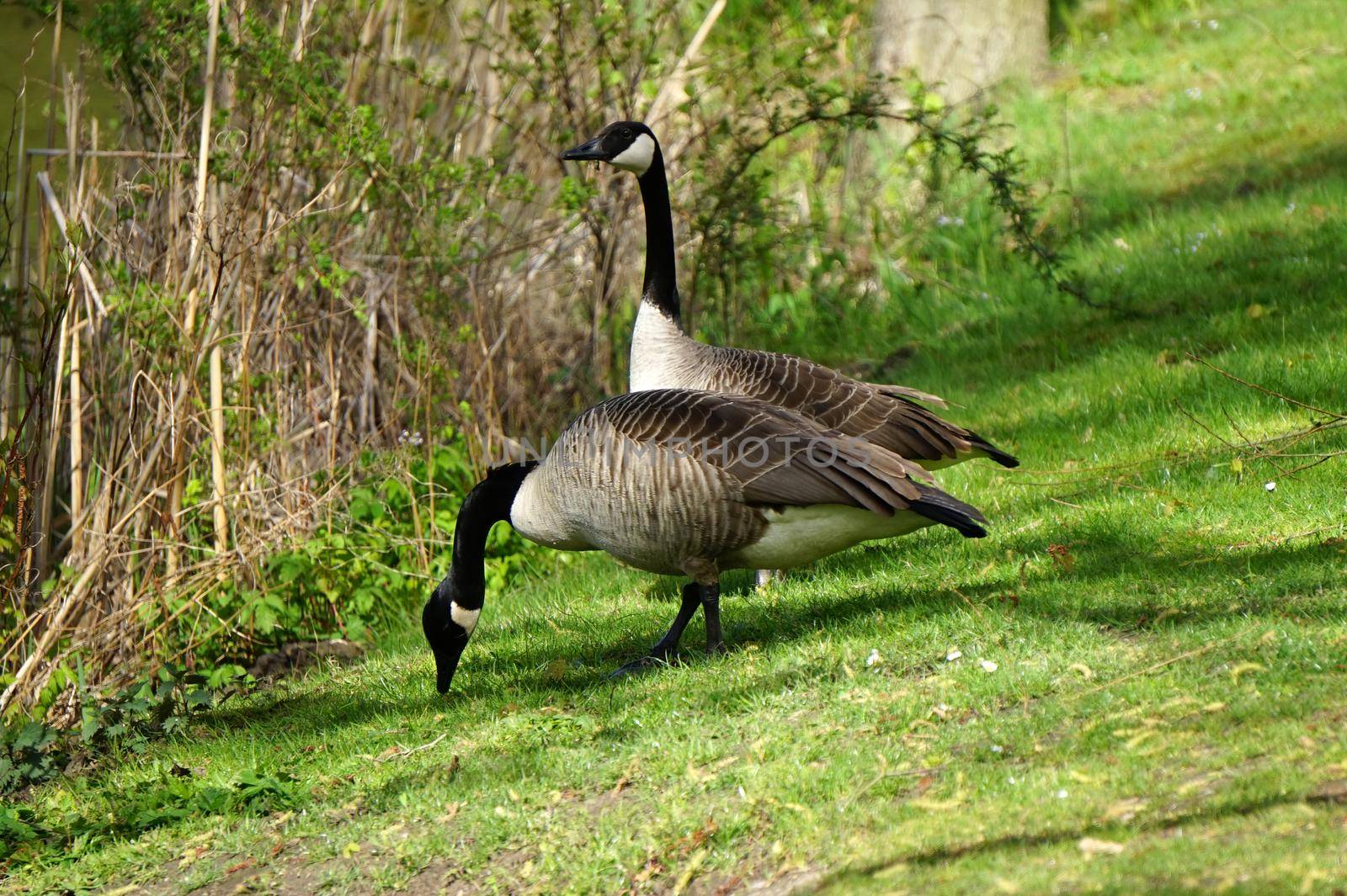 Two Canada geese or Canadian geese standing at a waterside. This  is a wild goose with a black head and neck, white cheeks and a brown body.