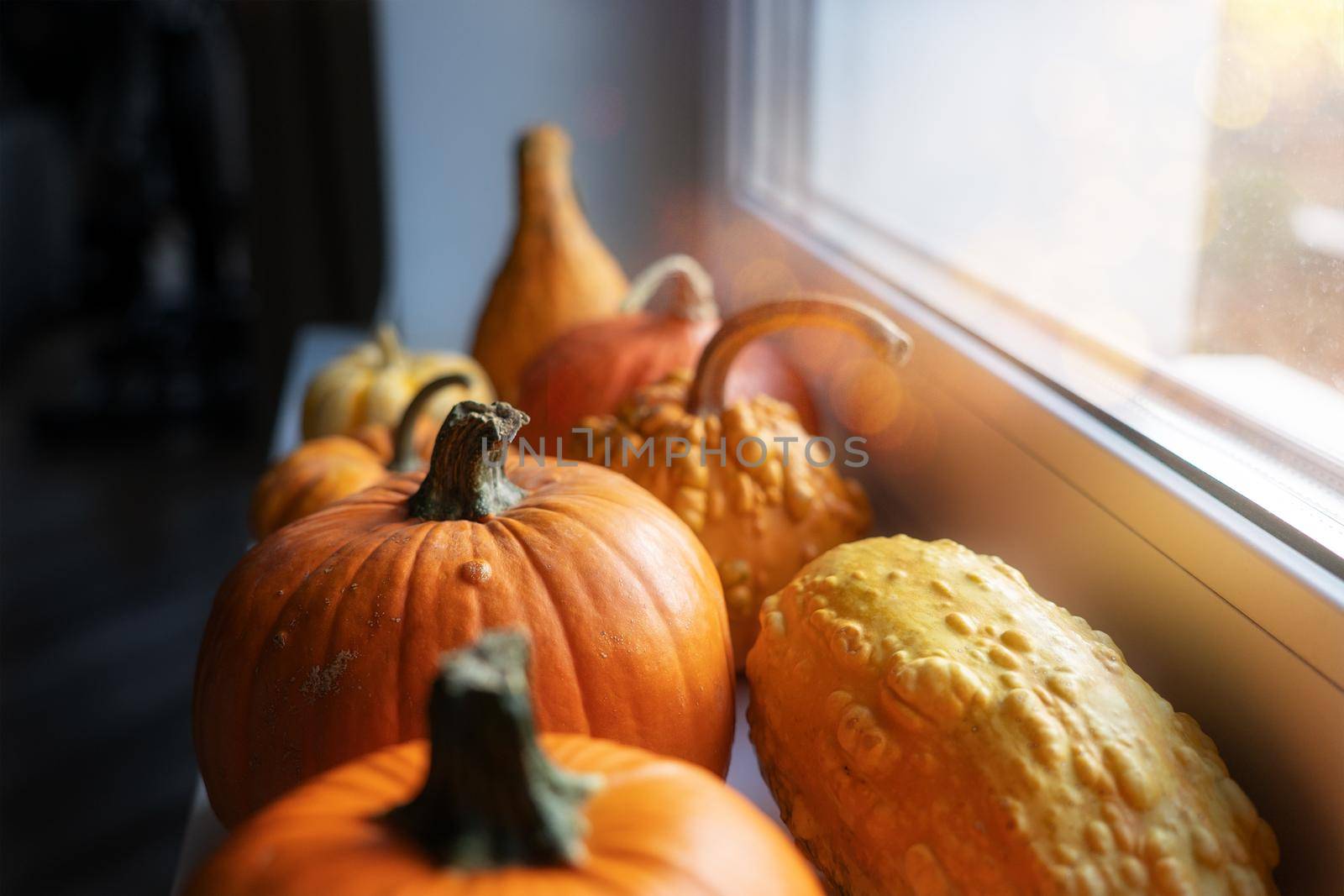 Pumpkins of different sizes and shapes lie on the window in the sun. The concept of the autumn harvest, Halloween holidays and Thanksgiving. Fresh, raw vegetables for a vegetarian, rich harvest, eco