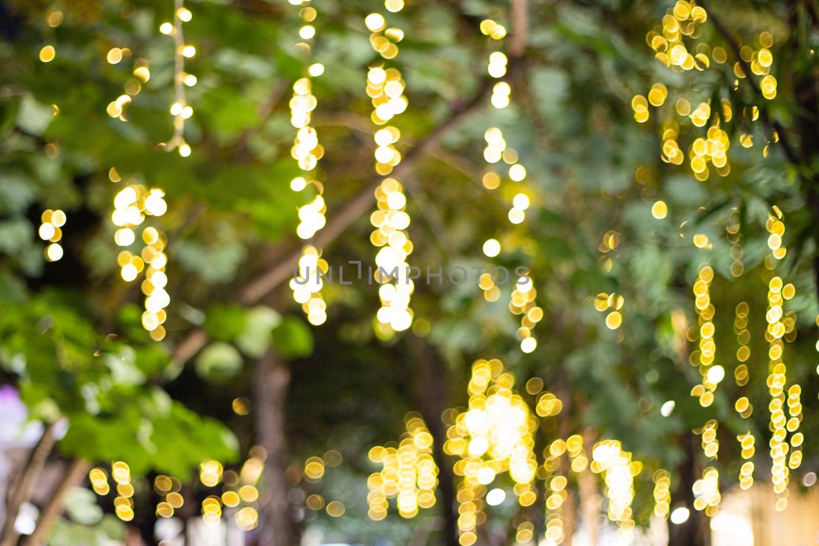 Decorative outdoor string lights hanging on tree in the garden at night time 