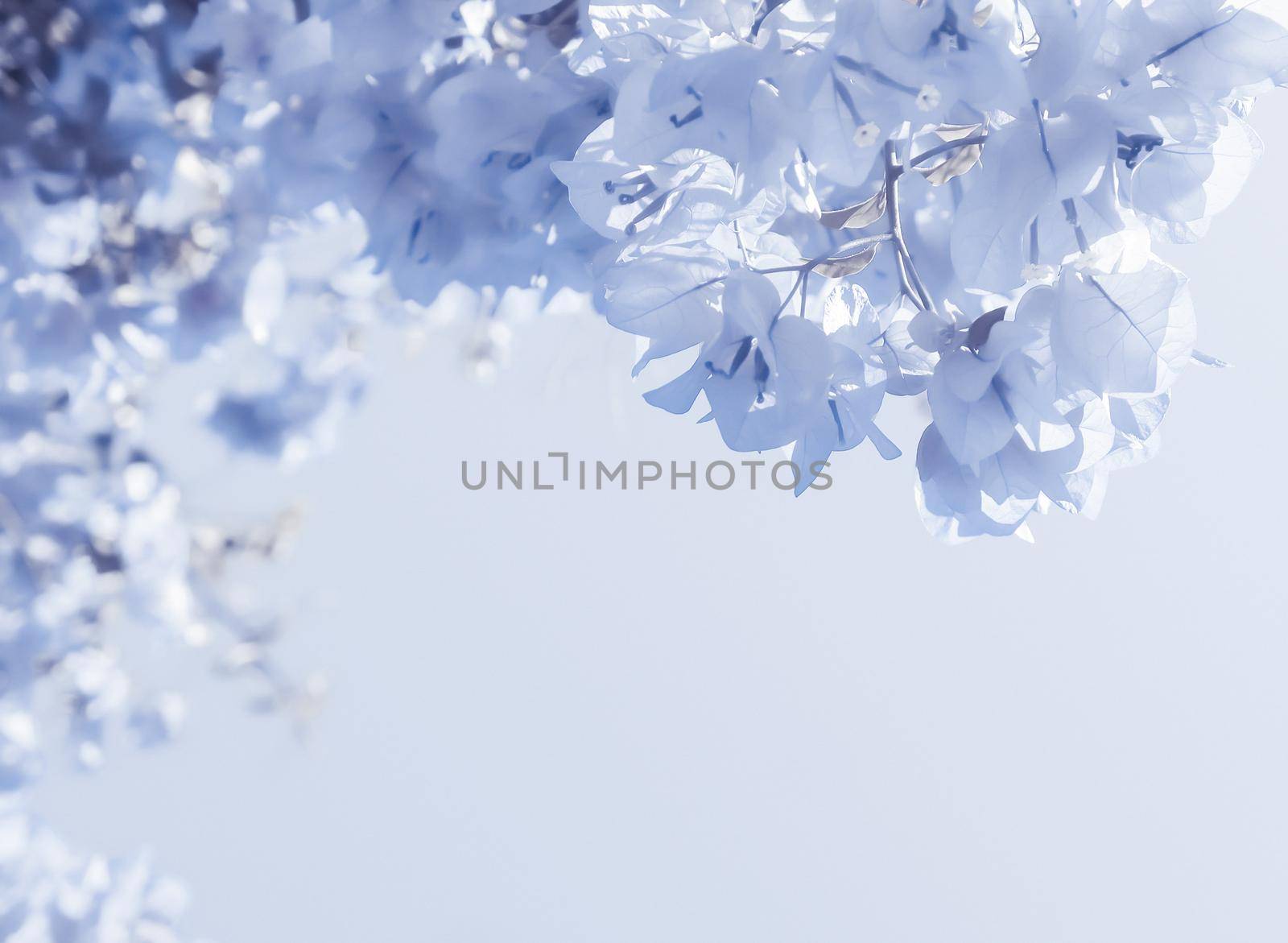 Flower background, spring nature and botanical beauty concept - Blue floral composition