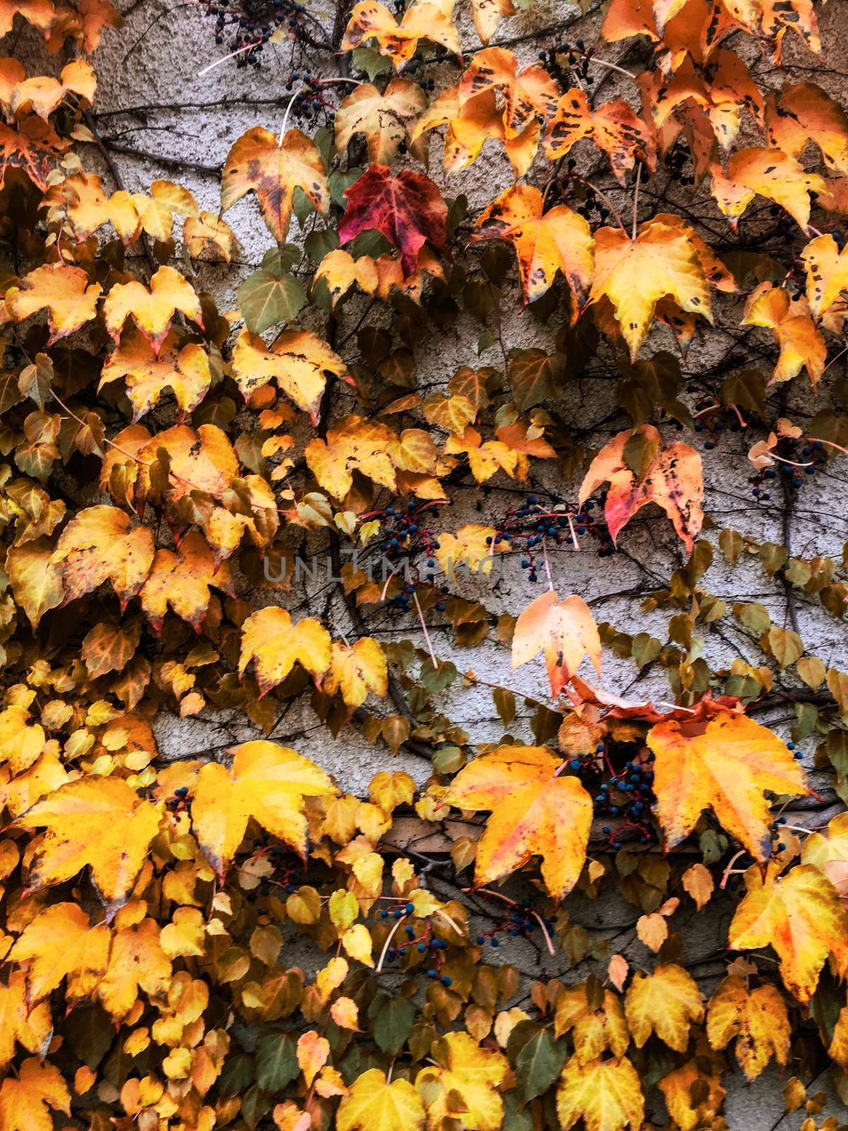 Autumn leaves and trees, nature background by Anneleven