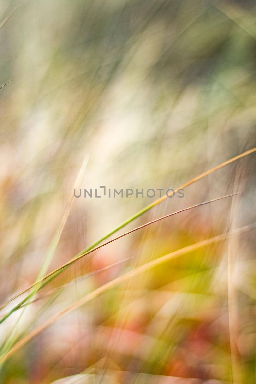 Beauty in nature, balanced lifestyle, environmental concept - Rustic spring field